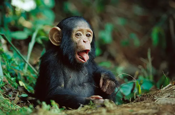 Baby-Chimpanzee.png