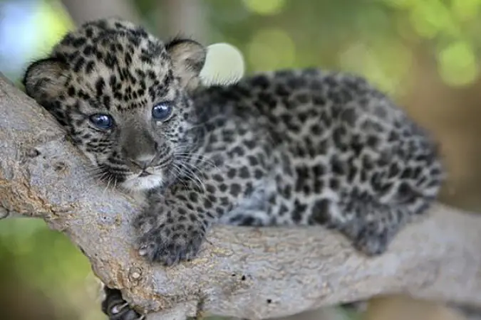 Baby-Leopard.jpg