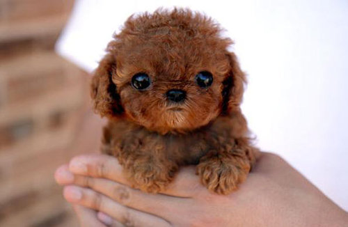 Is that a teddy bear or one of the cute dogs?