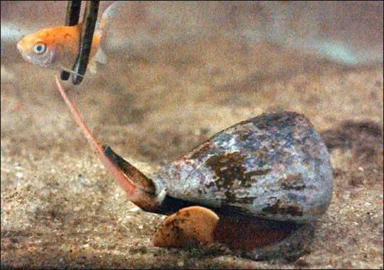 The Cone snail is one of many Australian animals that will kill you.