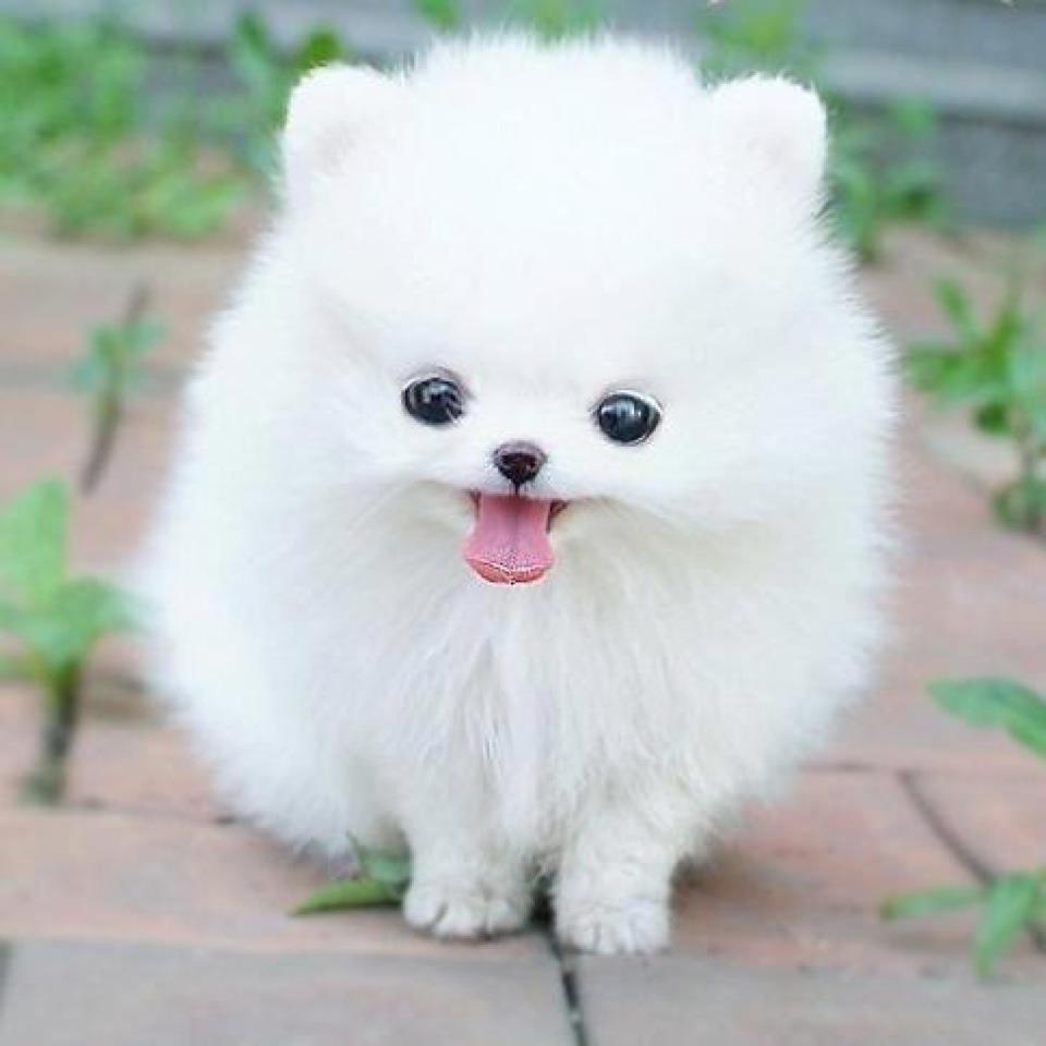 Cute white dog.
