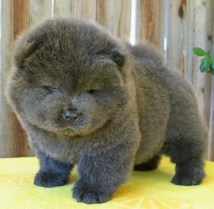 Cute fluffy dog with grey fur.
