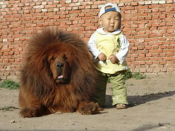 Large fluffy dog and small boy.