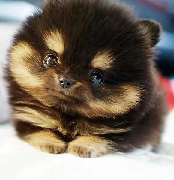 Fluffy small dog.