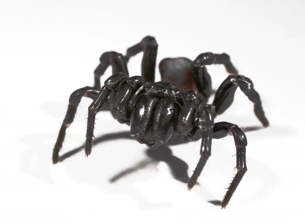 The Sydney Funnel Web Spider is one of many Australian animals that will kill you. 