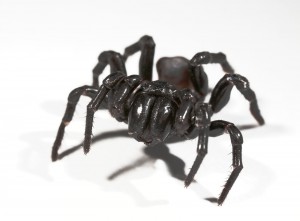 The Funnel Web spider is one of many Australian animals that will kill you.