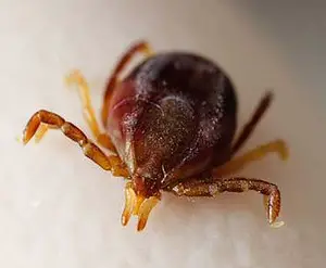 The paralysis tick is one of many Australian animals that will kill you.
