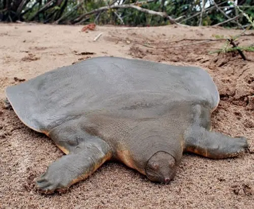 The Chinese Softshell Turtle is one of the world's most bizarre animals