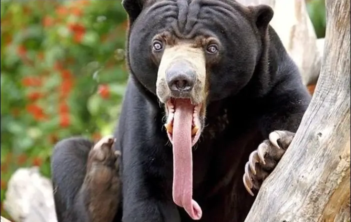 This bear with his tongue out is one of the best funny animal photos.