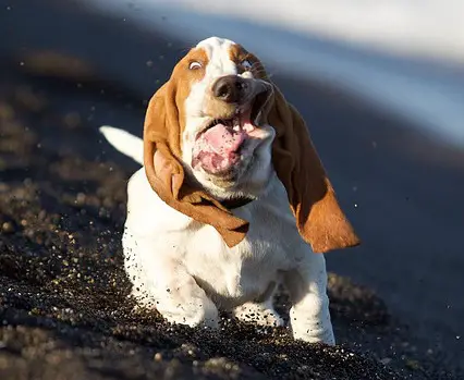 This running dog is one of the best funny animal photos.