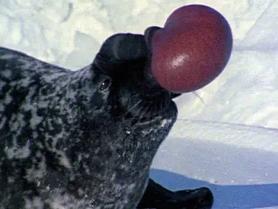 The Hooded Seal is definitely one of the world's most bizarre animals