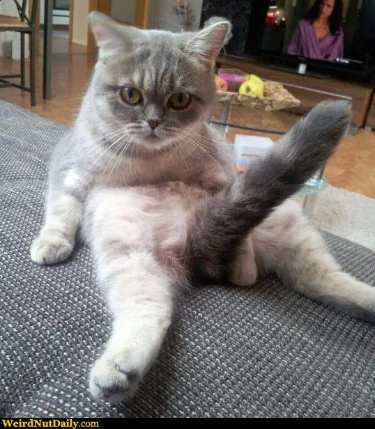 This cat with it's tail between it's legs is one of the best funny animal photos.