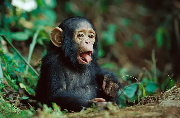 Baby chimpanzee poking it's tongue out.  Chimpanzees are cute animals that can kill you.