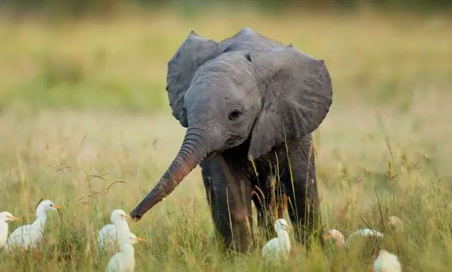 This cute baby elephant is playing with some cute baby ducks in a grassy field.