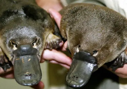 Male and female platypus.  A male platypus is a cute animal that can kill you.
