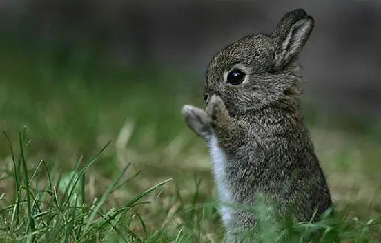 This cute baby rabbit is standing on two legs wiping it's little nose with it's paws.