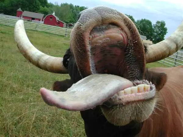 This mad cow is one of the animals that have been arrested