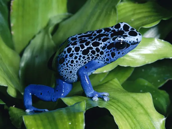 A blue Poison Dart Frog with black spotted pattern. These frogs are cute animals that can kill you