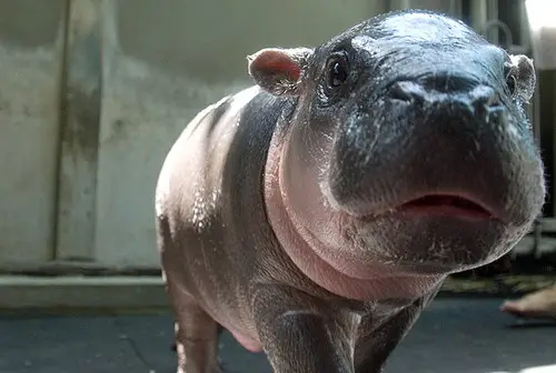 Baby Hippopotamus looking at the camera.  Hippopotamuses are cute animals that can kill you
