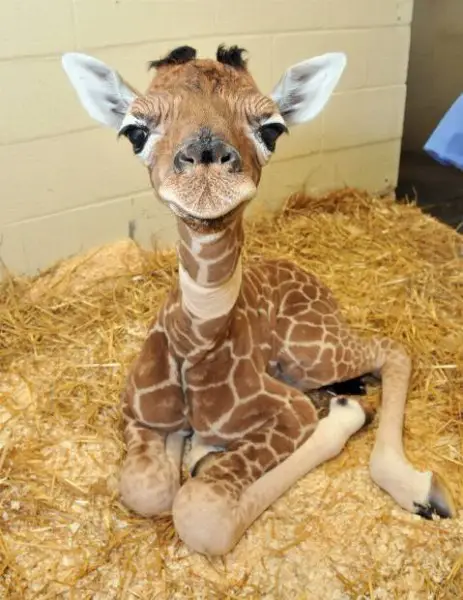 A cute baby giraffe smiling at the camera while sitting on a bed of hay.