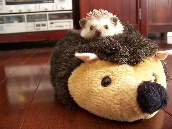 This cute baby hedgehog is taking a nap on a stuffed teddy bear.