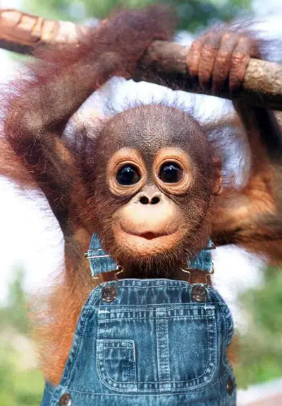 A cute baby monkey in overalls, hanging from a tree branch.