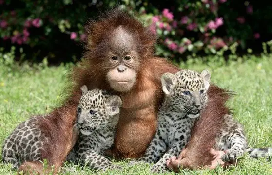 A cute baby orangutan hugging to adorable baby leopards.