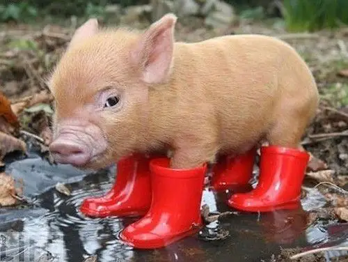 A cut baby pig in red gumboots, standing in a puddle of water.