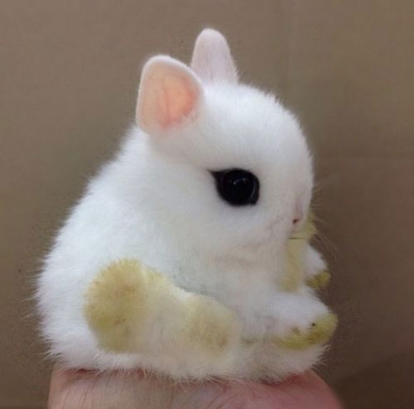 A cute baby bunny rabbit sitting on a man's hand.