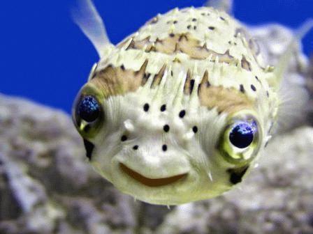 A cute baby puffer fish smiling at the camera.