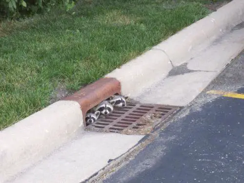 A cute and curious raccoon family poking their heads out of a drain.