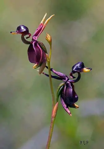 A flower that looks like flying ducks.