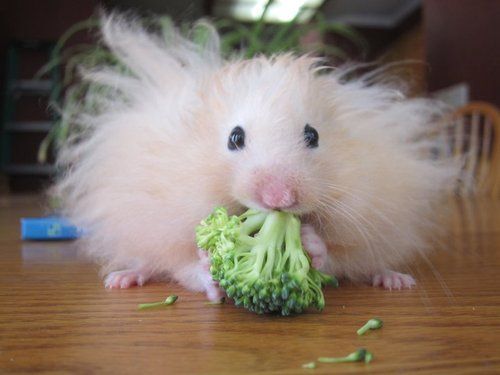 This cute baby hamster with fuzzy hair is munching on some broccoli.