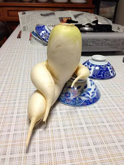 A lounging vegetable. Just taking it easy in the kitchen.