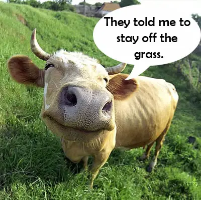 This cow looks like it is one of the animals that look jacked on drugs.