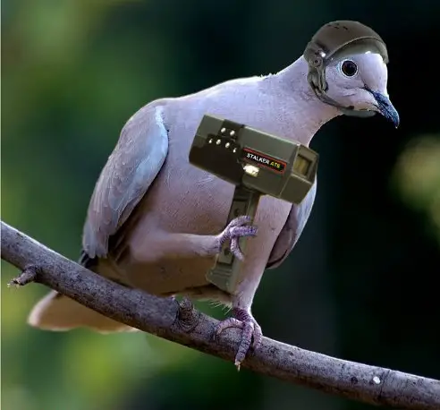This pigeon is one of the animals that have been arrested