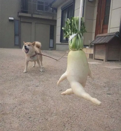 A vegetable taking a dog for a walk.  Things that look like other things.