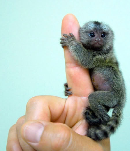 This very small, cute baby monkey is only as big a a man's finger.