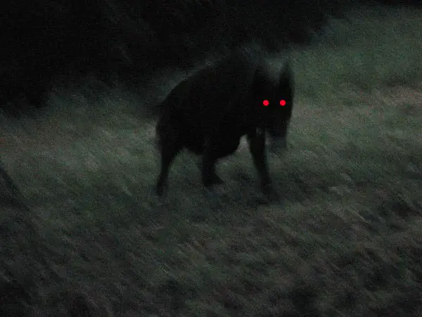 England's Black Shuck is one of the world's scary creatures that may actually exist.