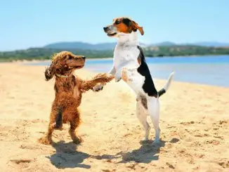 Two dogs dancing on the beach