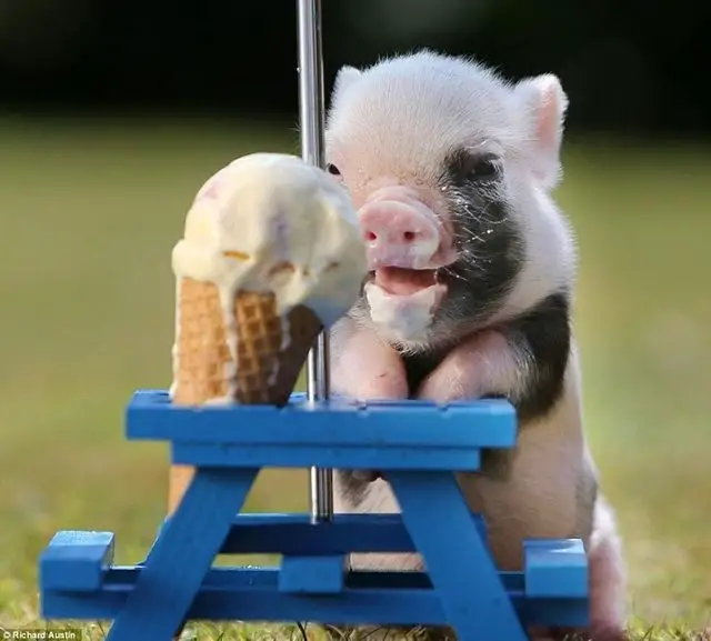 Here's an example of how adorable teacup piglets can be