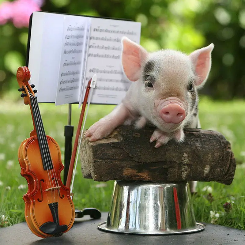 10 Adorable Teacup Piglets - Slapped Ham