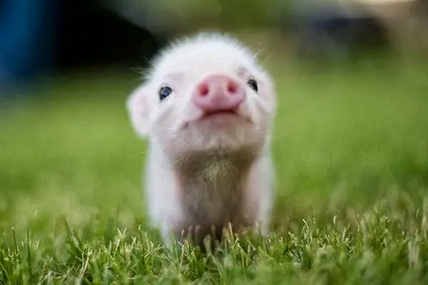 Here's an example of how adorable teacup piglets can be