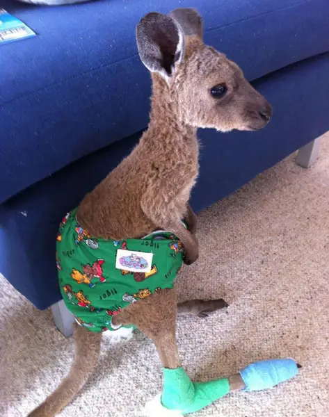 A kangaroo wearing pants is definitely one of the cute baby animals of Australia.  