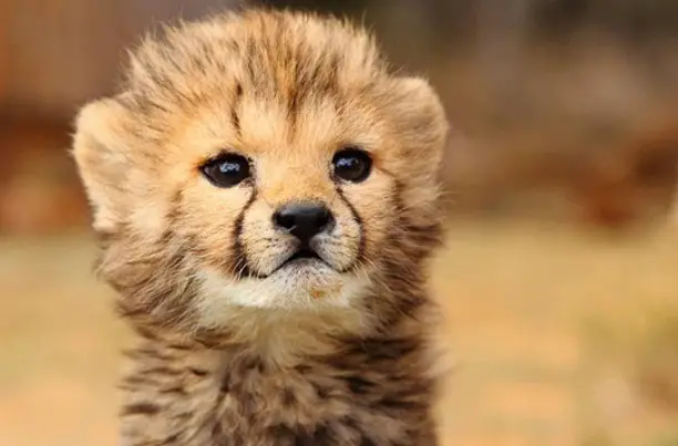 A baby cheetah close up is just one of the cute baby animals of Africa.