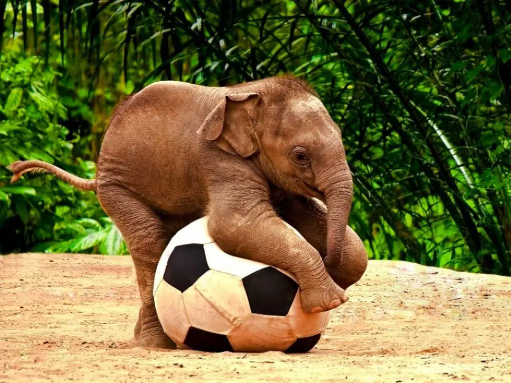 A baby elephant playing with a giant football is definitely one of the cute baby animals of Africa.