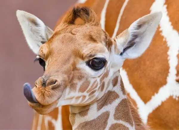 A baby giraffe licking his lips is definitely one of the cute baby animals of Africa.