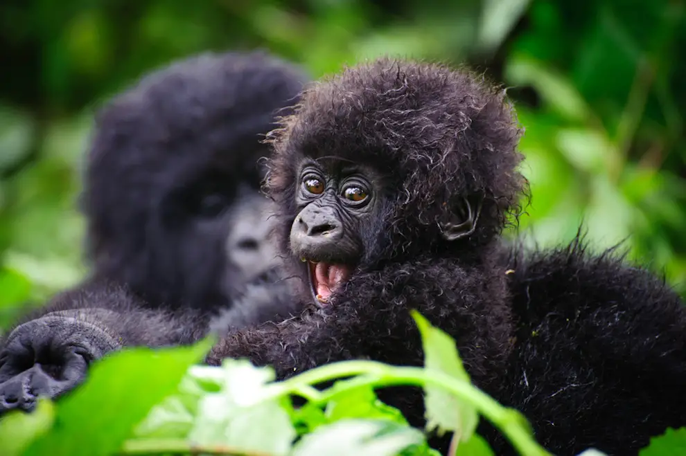 A baby gorilla playing with her mother is one of the cute baby animals of Africa.