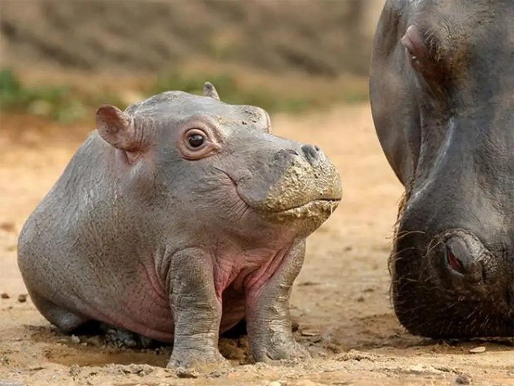 Baby Hippopotamus sitting in the mud.