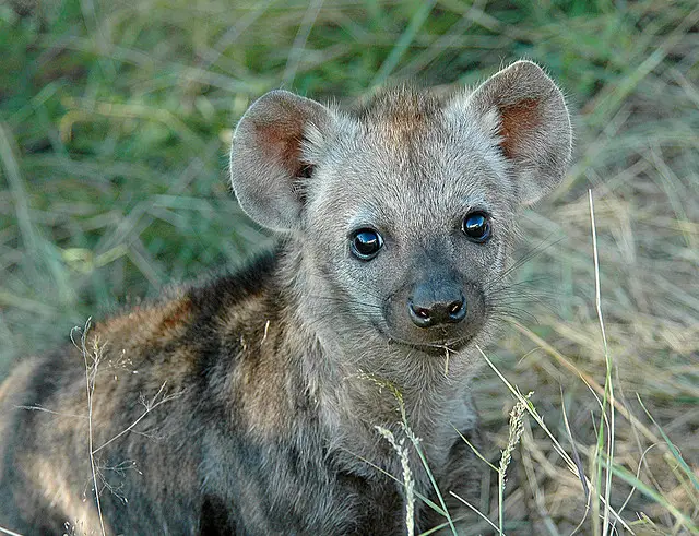 A baby hyena staring at the camera is one of the cute baby animals of Africa..